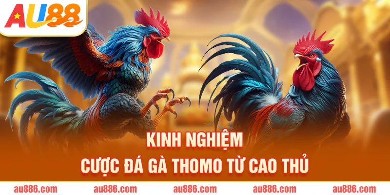 Kinh nghiệm cược đá gà Thomo từ cao thủ