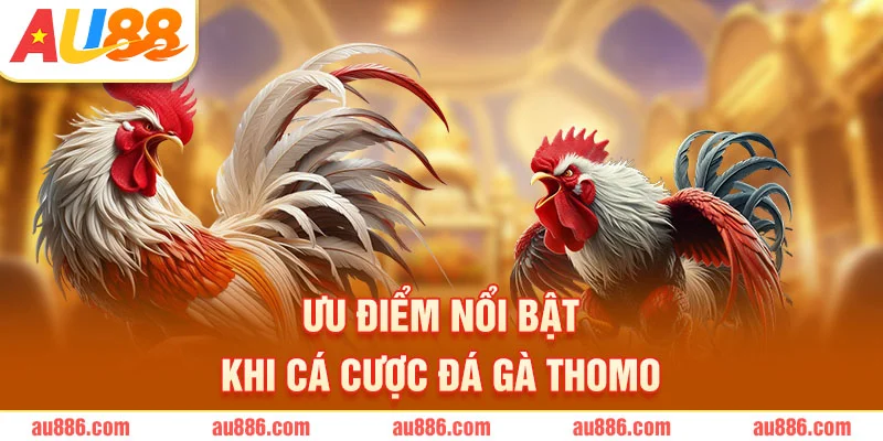 Ưu điểm nổi bật khi cá cược đá gà Thomo tại AU88
