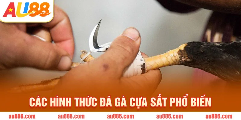 Các hình thức đá gà cựa sắt phổ biến