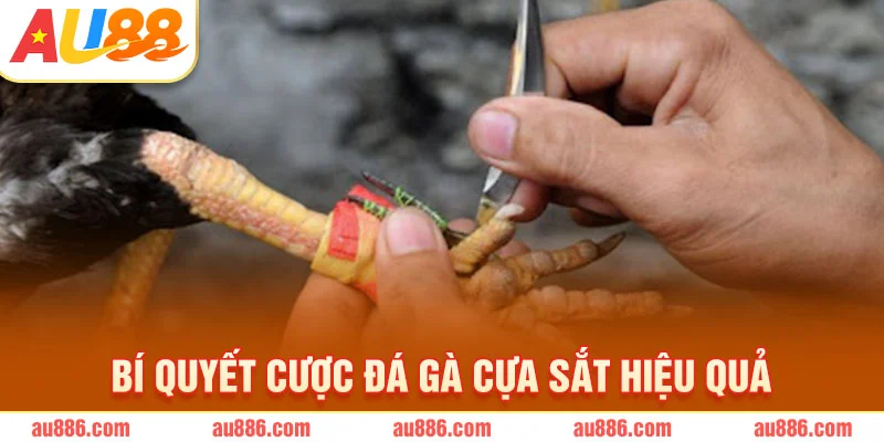 Bí quyết cược đá gà cựa sắt hiệu quả
